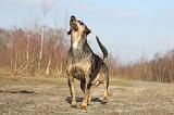CATAHOULA 013